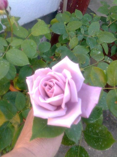 A kertemből - Püspöklila bokor rózsa illatos
