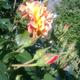Narancsos futó rózsa