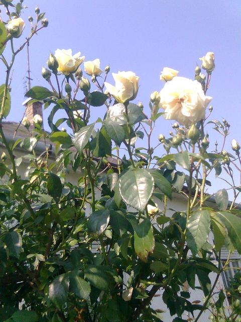 A kertemből - Fehér futó rózsa