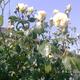 Fehér futó rózsa