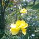 Fiatal sárga futó rózsa
