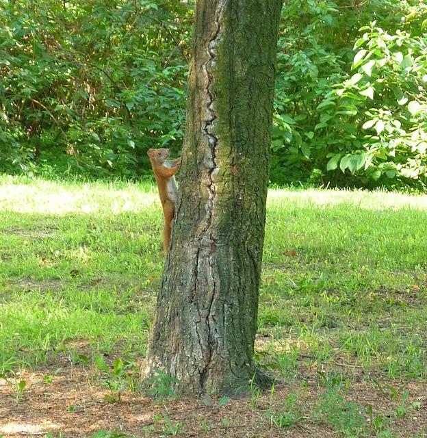 Fót + Dunakeszi -  "Mint a mókus fent a fán " :)