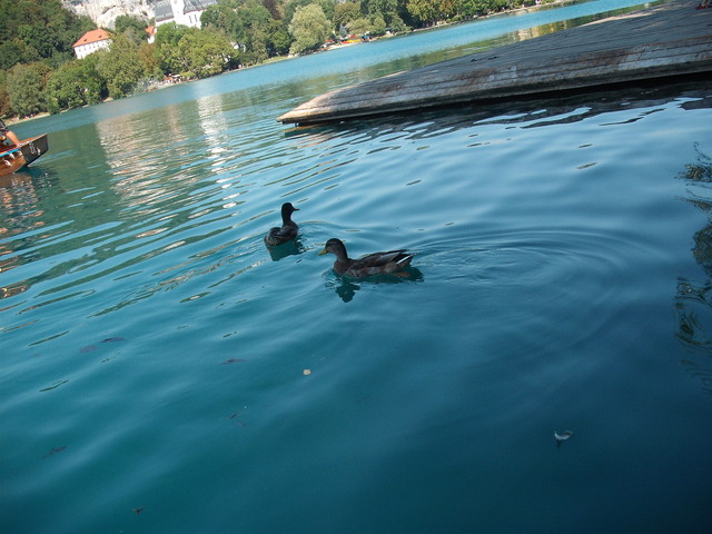 Szlovéniában - Vadkacsák az imbolygó csónakunk mellett .