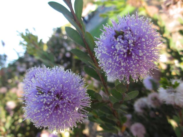 flowers of california