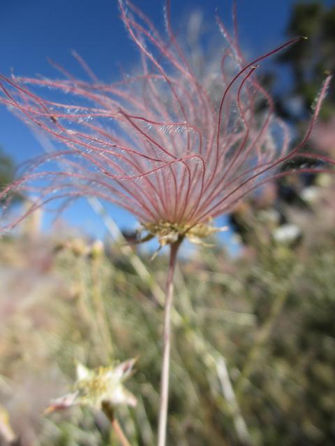 flowers of california - névtelen