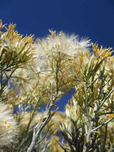 flowers of california