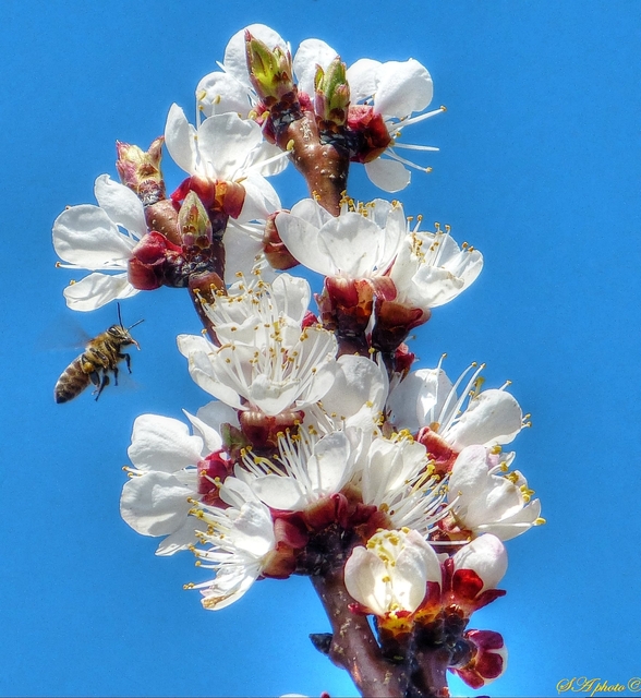 Dolgozó méhek - névtelen