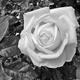 Fehér rózsa ....lett :)))