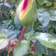Oktoberi rózsabimbó