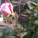 Egy újabb rózsabimbó