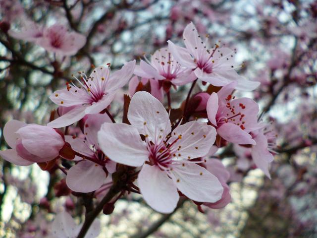 Tavasz 2014 :-) - Díszszílva virága