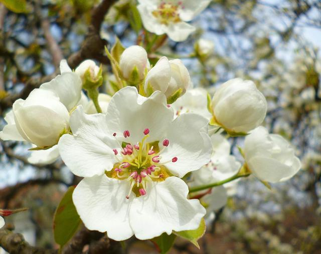 Tavasz 2014 :-) - Virágzó körtefa