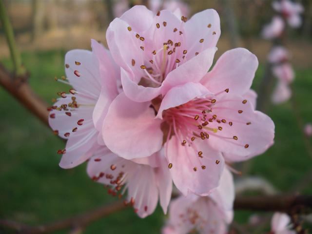 Tavasz - Egy csokor őszibarackfa virág