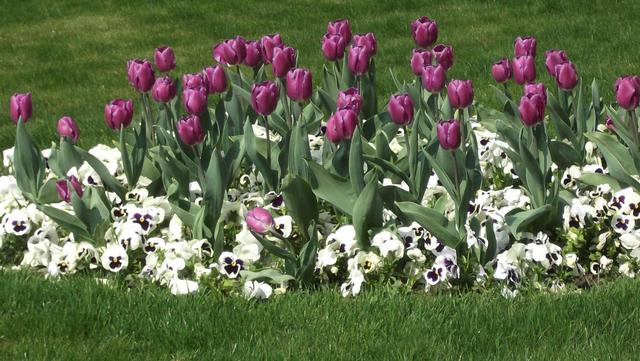Tavaszi virágok Temesvár központjában - névtelen