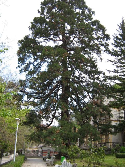 A K.u.K. Herkulesfürdő  - ma. - 1864-ben ültetett fa