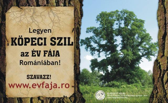 A köpeci szil - az „Év fája Romániában"