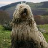 Komondor