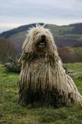 Komondor