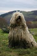 Komondor