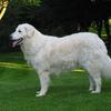 Kuvasz