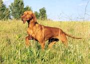 Rövidszőrű magyar vizsla