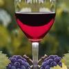 Fűszeres borok - Ökörnyelv vagy Borrágófű bor