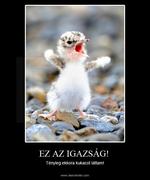 „EGYSZER IGAZAM VOLT…” Kökönye Bertalan panaszkodik