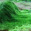 Spirulina BIO – a gyógyító alga por 100g