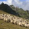 Pásztorok nyelvén