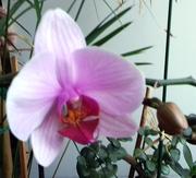 GYÖNYÖRŰ LILA ORCHIDEA NYÍLIK…