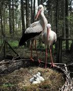 GYÖNYÖRKÖDŐ GÓLYAPÁR FÉSZEK SZÉLÉN…