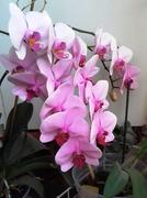MÉG MINDIG SZÉP AZ ORCHIDEA NÁLUNK… Szerelmetes Tündérrózsámnak.