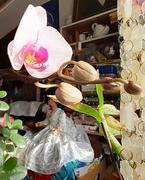 KINYÍLOTT MÁR AZ ELSŐ ORCHIDEÁNK…