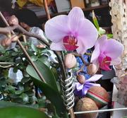 KINYÍLOTT A MÁSODIK ORCHIDEA…