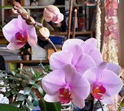 MÁR NEM SZÁMOLOM AZ ORCHIDEÁKAT…