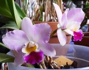 KINYÍLT A MÁSIK FAJTA ORCHIDEA…