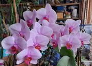 KINYÍLT ORCHIDEÁNK MINDEN VIRÁGA…
