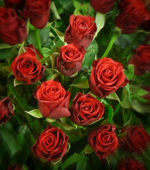 virágok - vörös rózsák