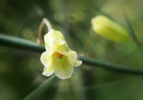 virágok - Spárga virága (Asparagus officinalis)