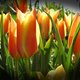 korai tulipán ellenfényben