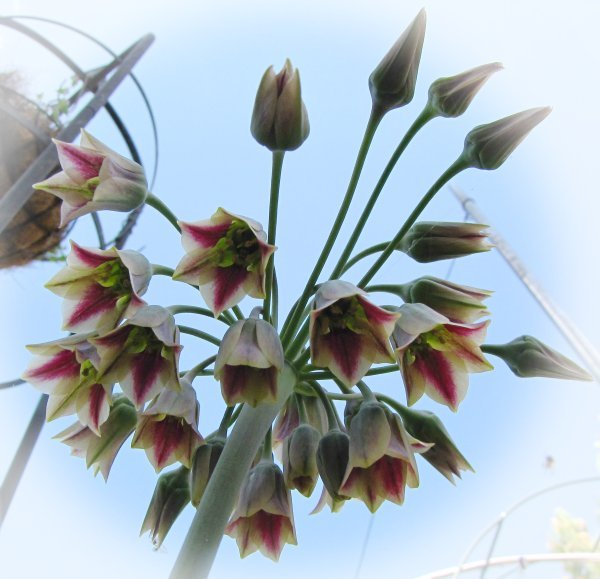 virágok - bolgár díszhagyma