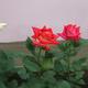 rózsaszálak az osakai világkiállításon