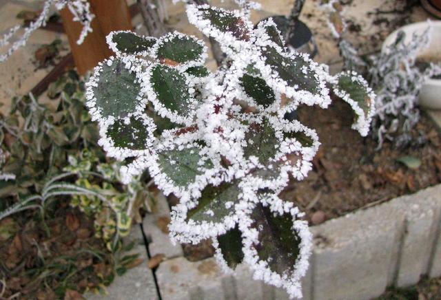 Jeges-havas-zúzmarás - Búcsúzom a téltől - Rózsalevél