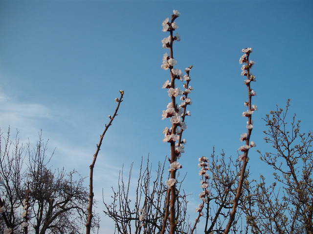A természet ébredése - Őszibarackfa első virágzása