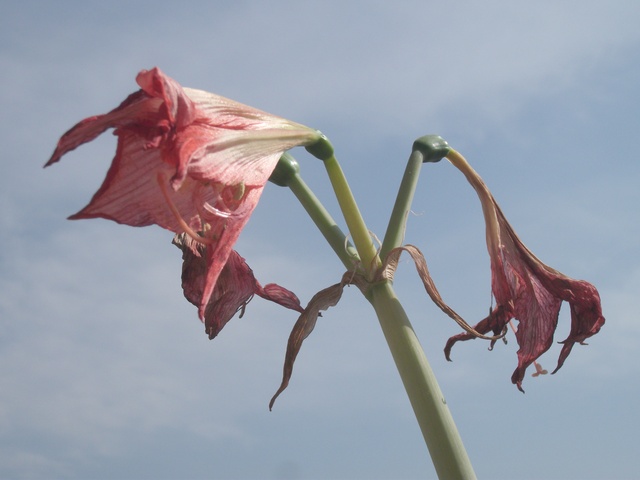 virágok - hervadó amarilisz