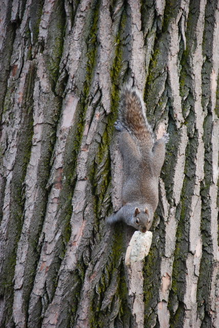 Tavaszi fotózás - Dundi mókus