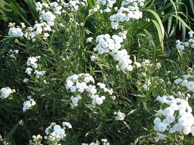 Virágoskert - Fehér fátyolka