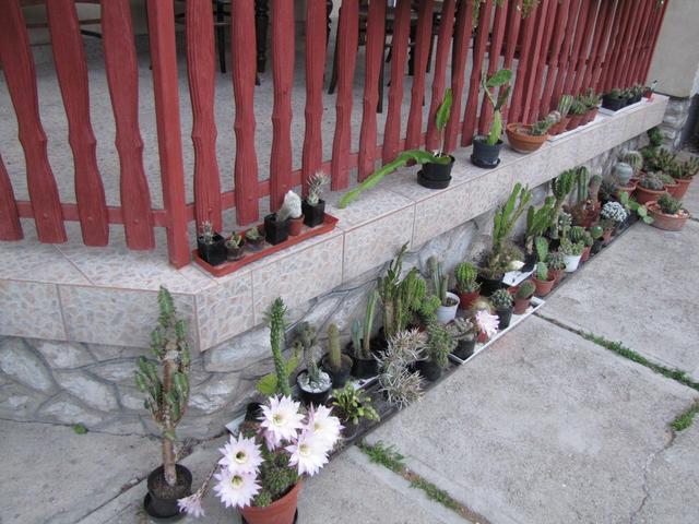 Virágok - Kaktuszkertünk