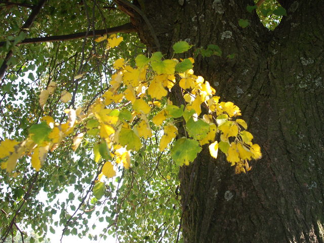Nyárutó - Öreg fa sárguló levelekkel