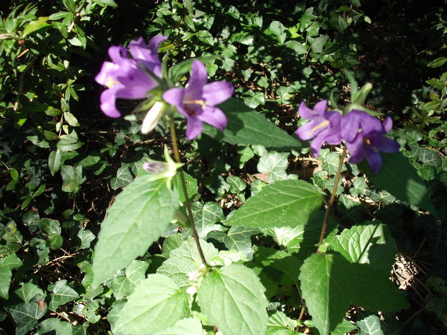Nyárutó - Borostyán között lila harangvirágok